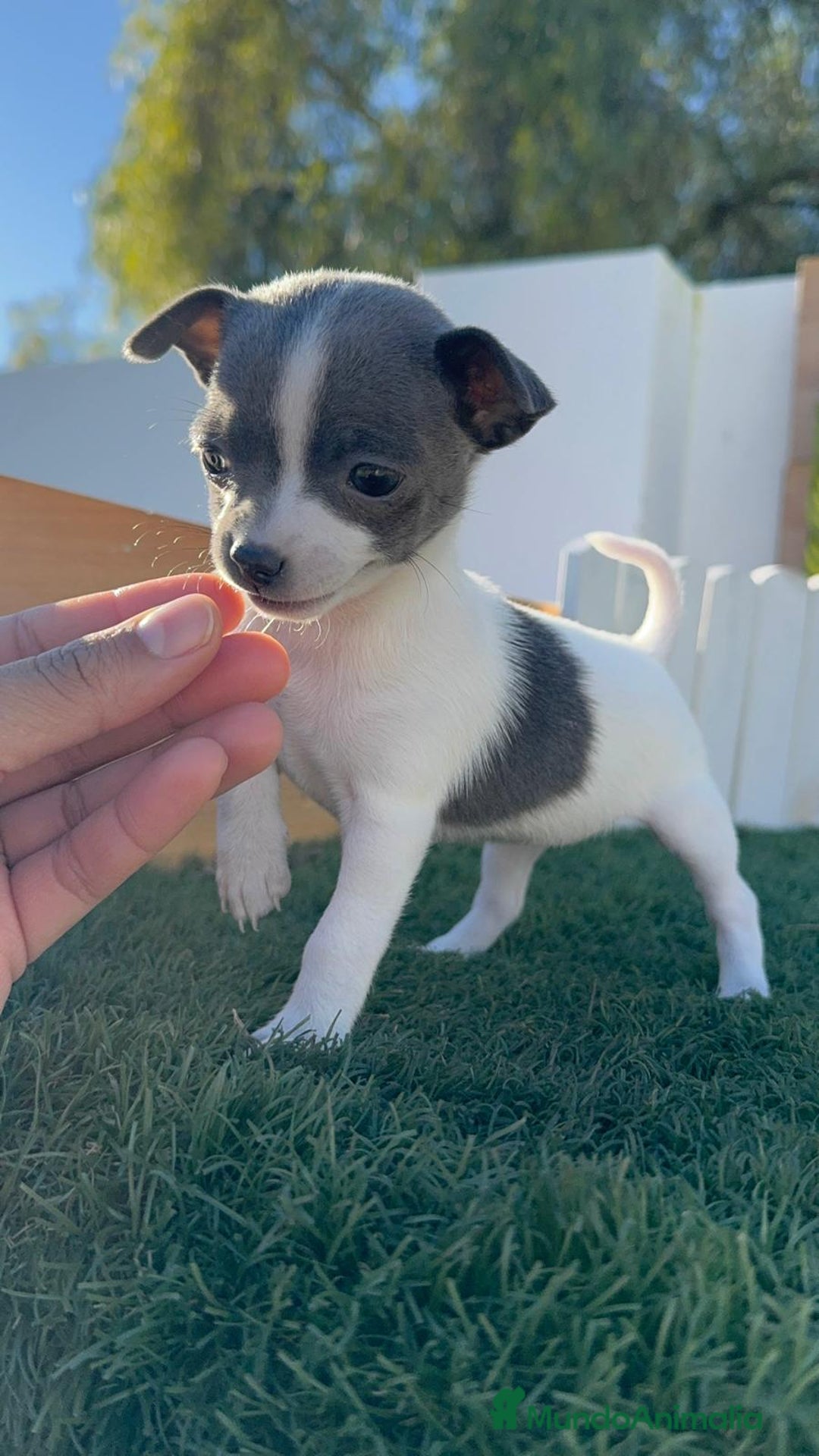 Chihuahua perros en venta: CHIHUAHUA HEMBRA - Anuncio 3