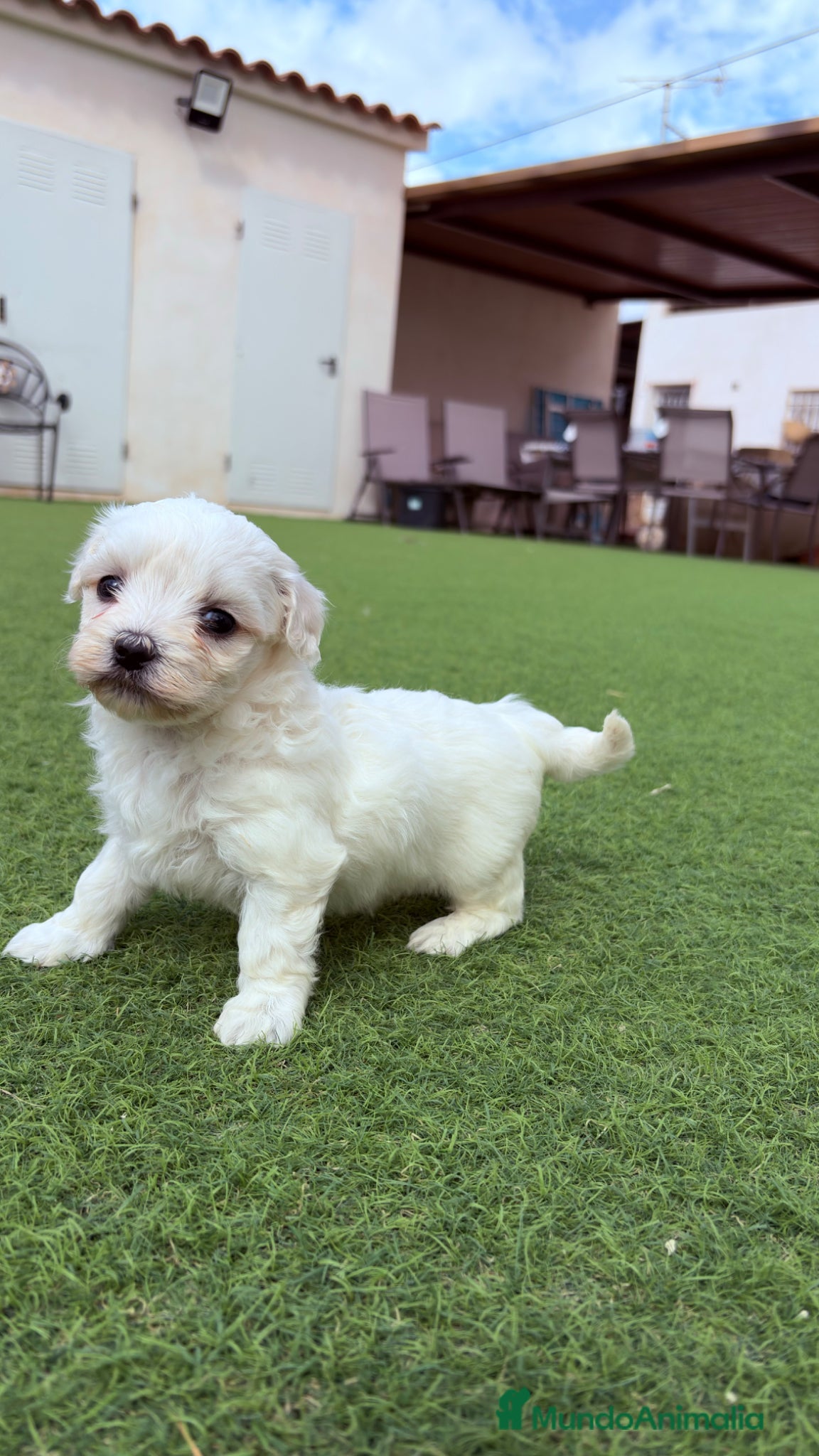 Bichón Maltés perros Bichon Maltes - Anuncio 1