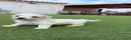 Bichón Maltés perros en venta: Bichon Maltes - Anuncio 1