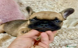 Bulldog Francés perros en venta: Bulldog francés Fawn  - Imagen 6