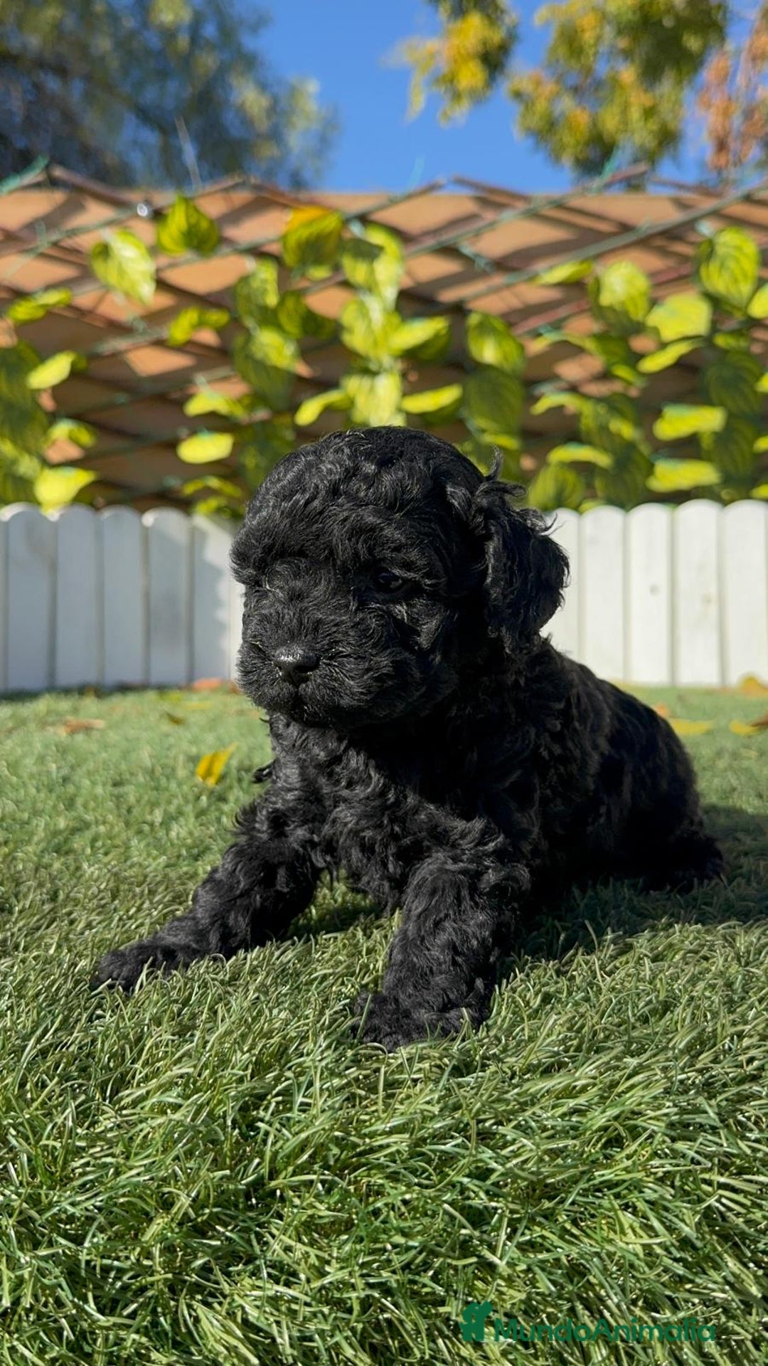 Caniche Toy perros en venta: CANICHE TOY HEMBRA - Anuncio 14