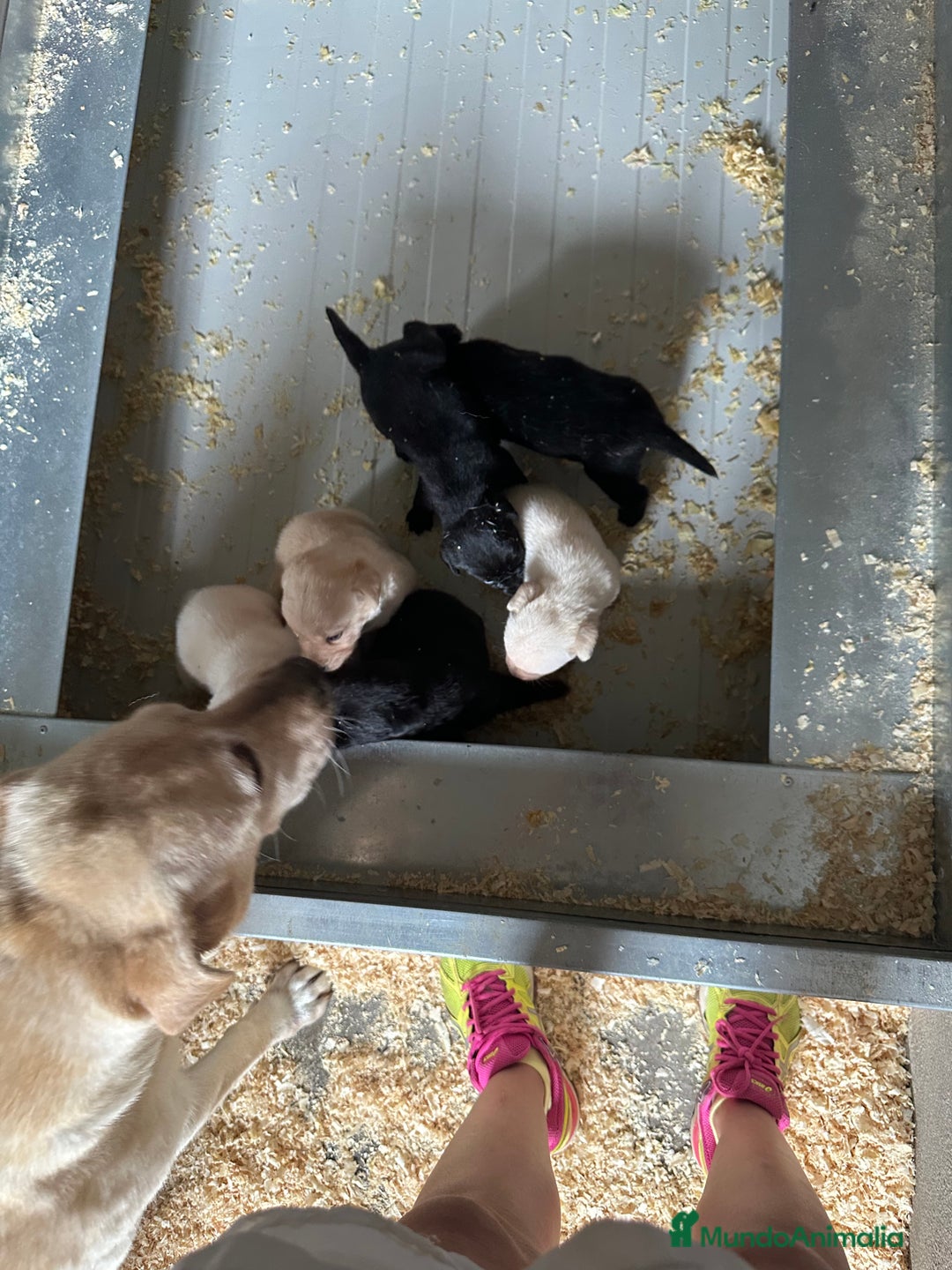 Labrador Retriever perros en venta: CAMADA DE LABRADOR RETRIEVER - Imagen 17