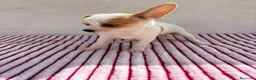 Chihuahua perros en venta: Hembra Chihuahua toy  - Anuncio 13