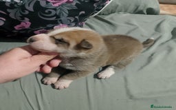 Raza Mixta perros en venta: Cachorros de sharpei con husky Siberiano  - Imagen 9