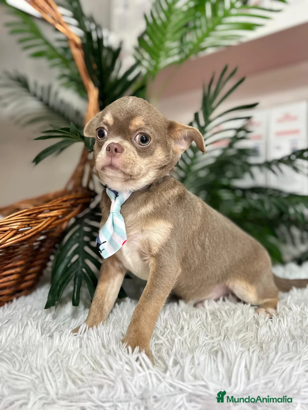 Chihuahua perros en venta: CHIHUAHUA BLUE 6 MESES - Anuncio 11