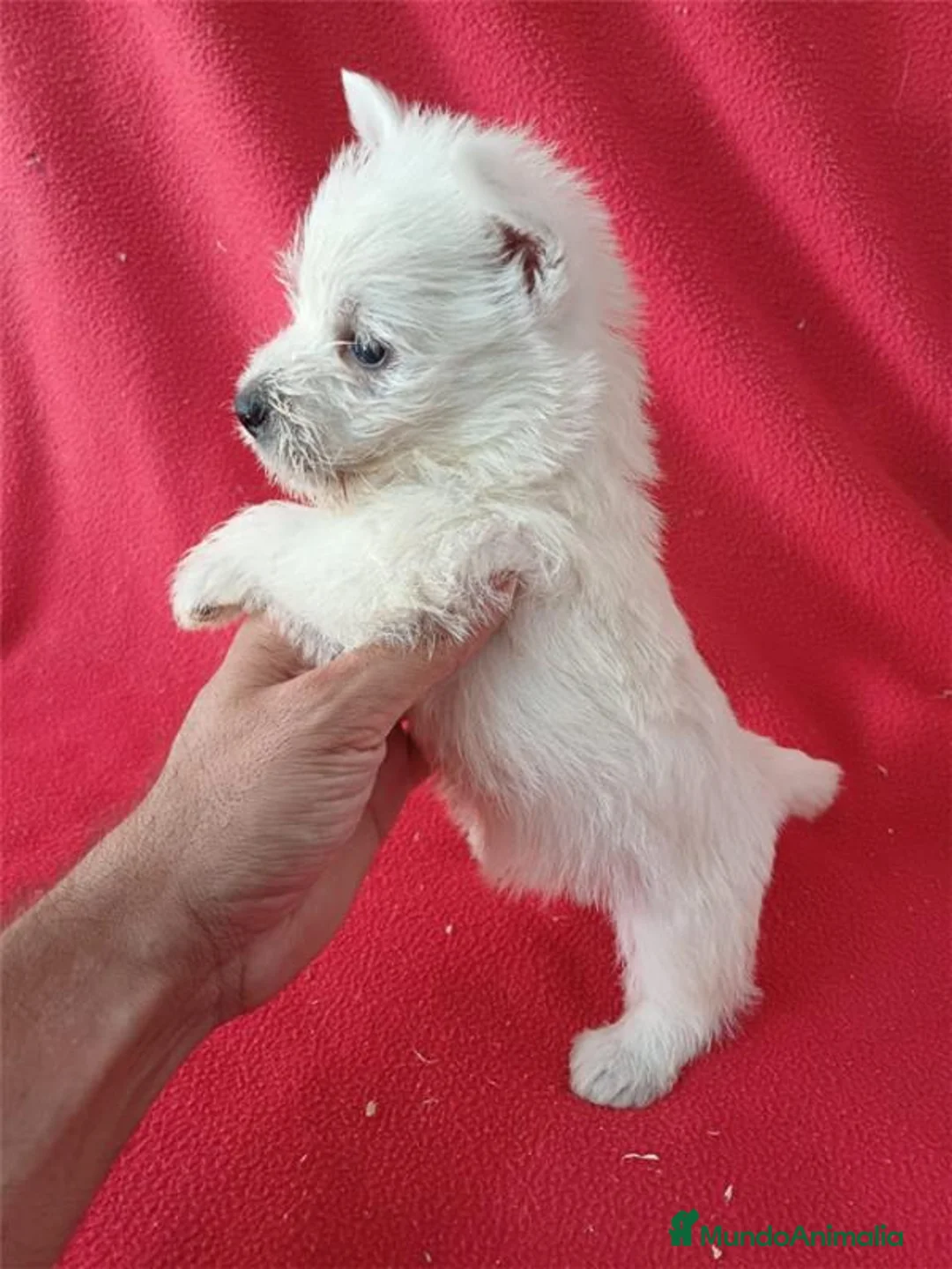 West Highland White Terrier perros en venta: Westy  - Anuncio 2