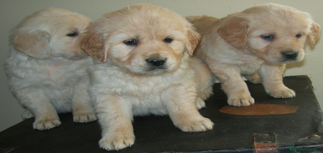 Imagen de galería {{count}}