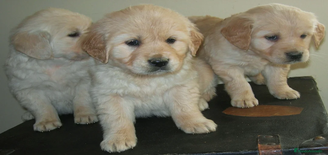 Imagen de galería {{count}}