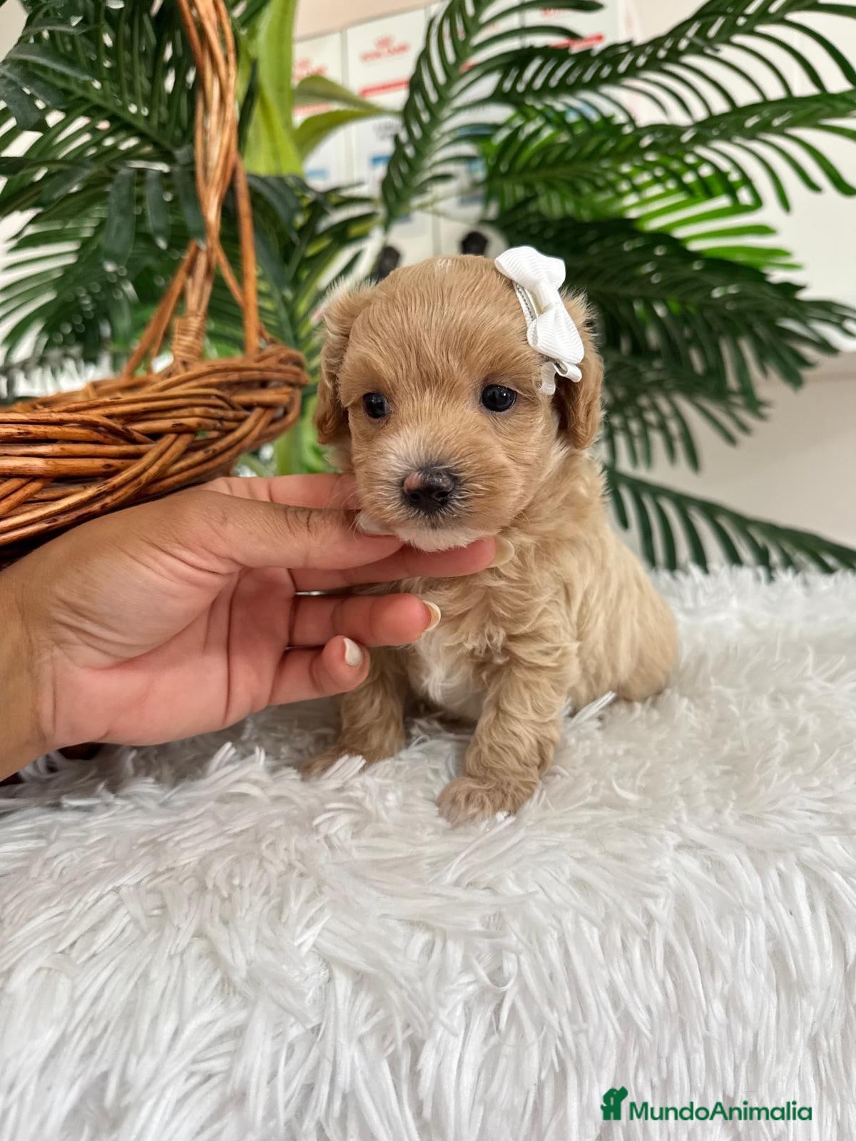 Maltipoo perros MALTIPOO  - Anuncio 1