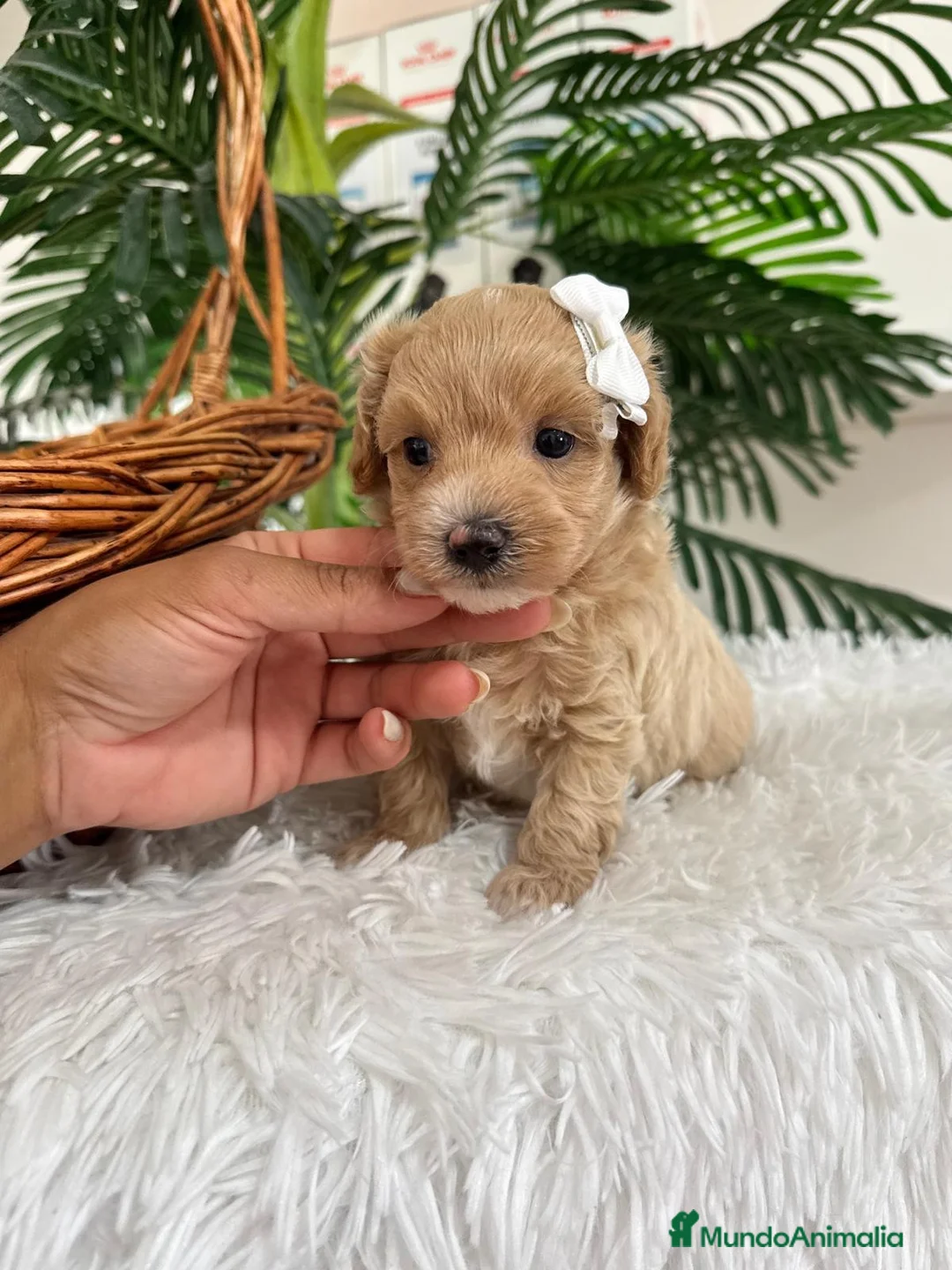 Maltipoo perros en venta: MALTIPOO  - Anuncio 1