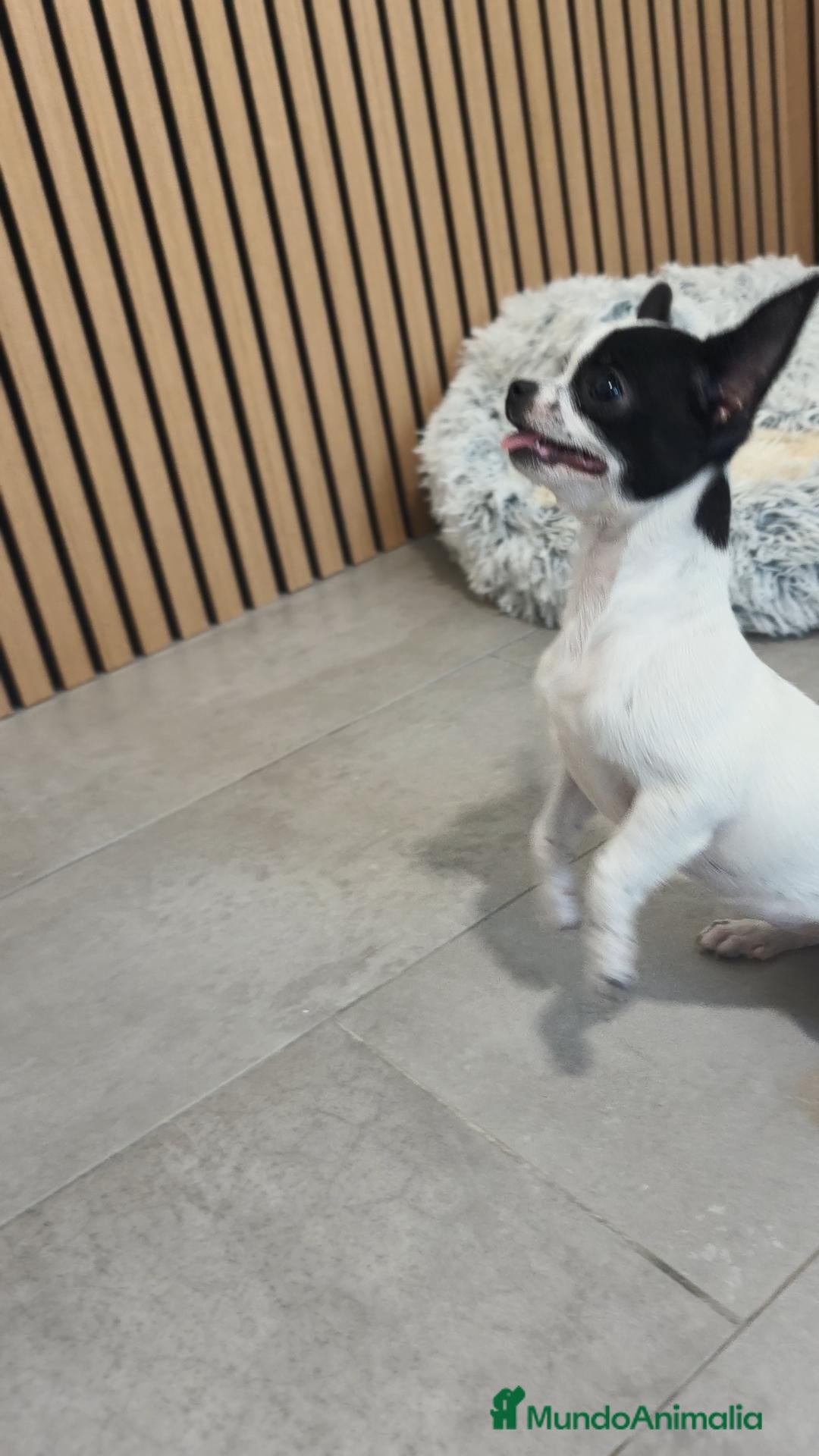 Chihuahua perros Chihuahua hembra preciosa  - Anuncio 2