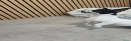 Chihuahua perros en venta: Chihuahua hembra preciosa  - Anuncio 1