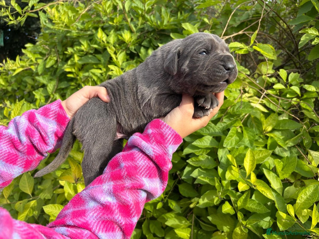 Cane Corso perros en venta: Cane Corso - Anuncio 1