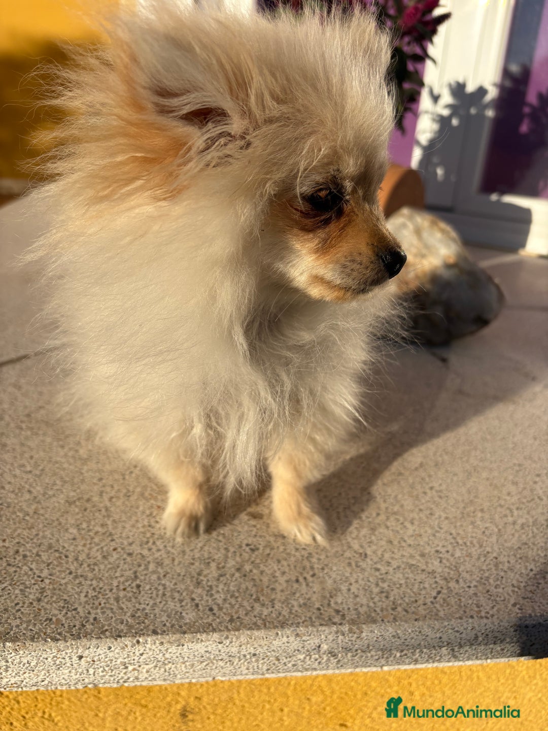 Pomerania perros en venta: Lulu Pomerania Micro Toy  - Anuncio 16