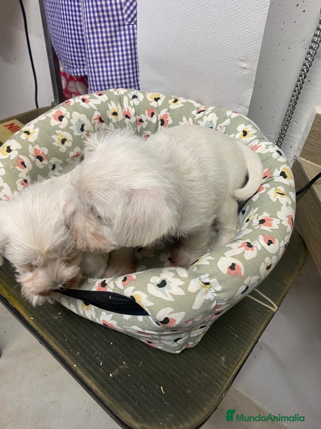 Schnauzer Miniatura perros en venta: SCHNAUZER MINIATURA  - Anuncio 3