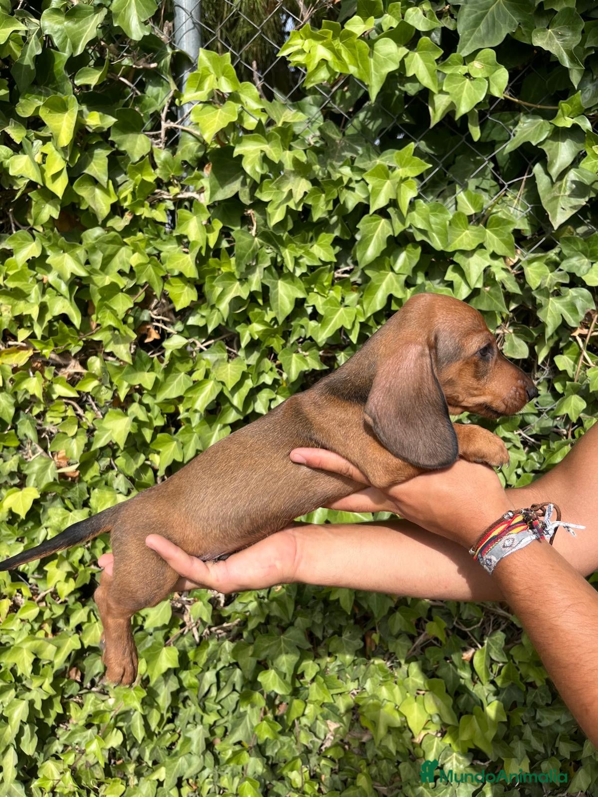 Teckel perros Cachorros de teckel - Anuncio 1