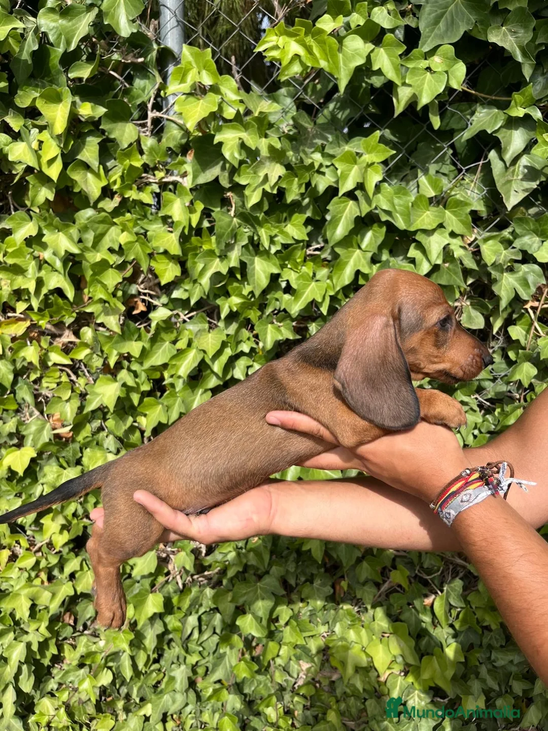 Teckel perros en venta: Cachorros de teckel - Anuncio 1