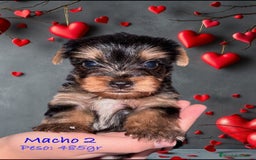 Yorkshire Terrier perros en venta: Yorkshire hembra  - Imagen 1