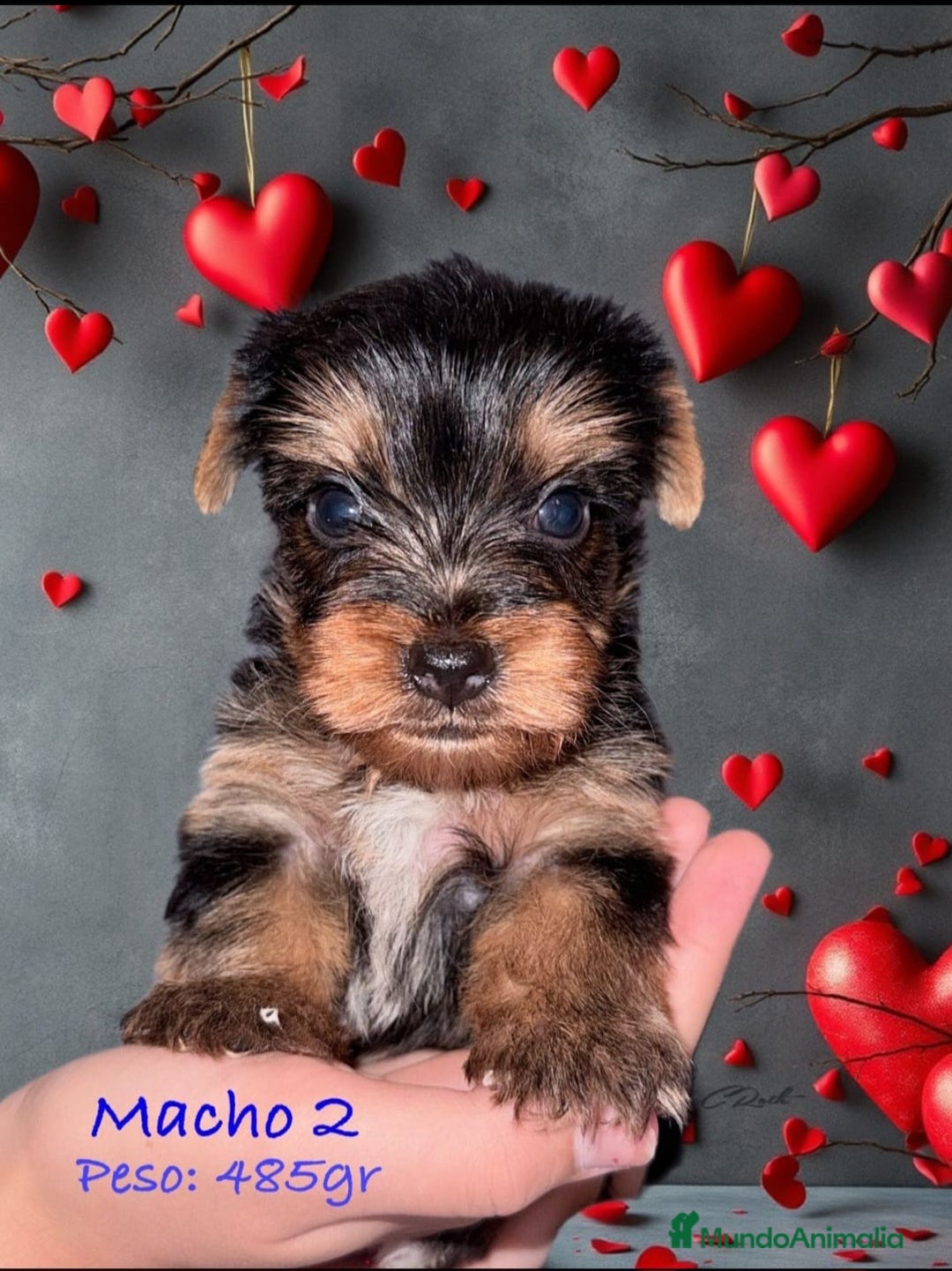 Yorkshire Terrier perros en venta: Yorkshire hembra  - Imagen 1