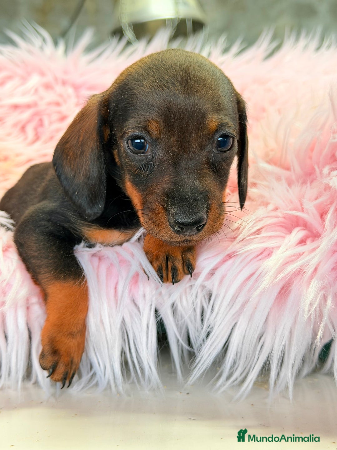 Teckel Miniatura perros en venta: Teckel hoja seca Kaninchen  - Anuncio 3