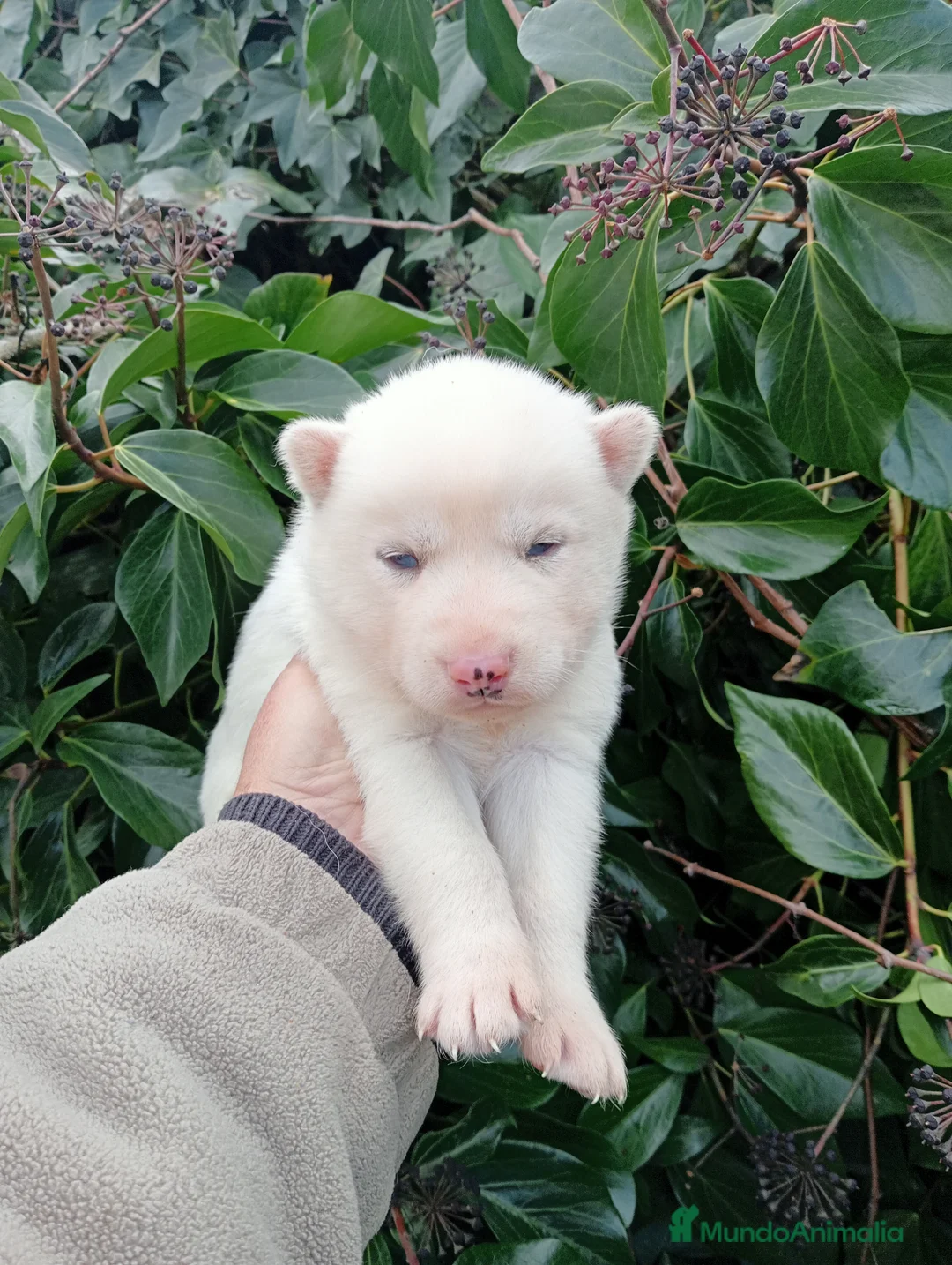 Husky Siberiano perros en venta: Cachorro de husky - Anuncio 3