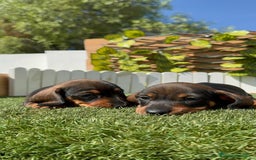 Teckel Miniatura perros en venta: TECKEL MINIATURA MACHO - Imagen 20
