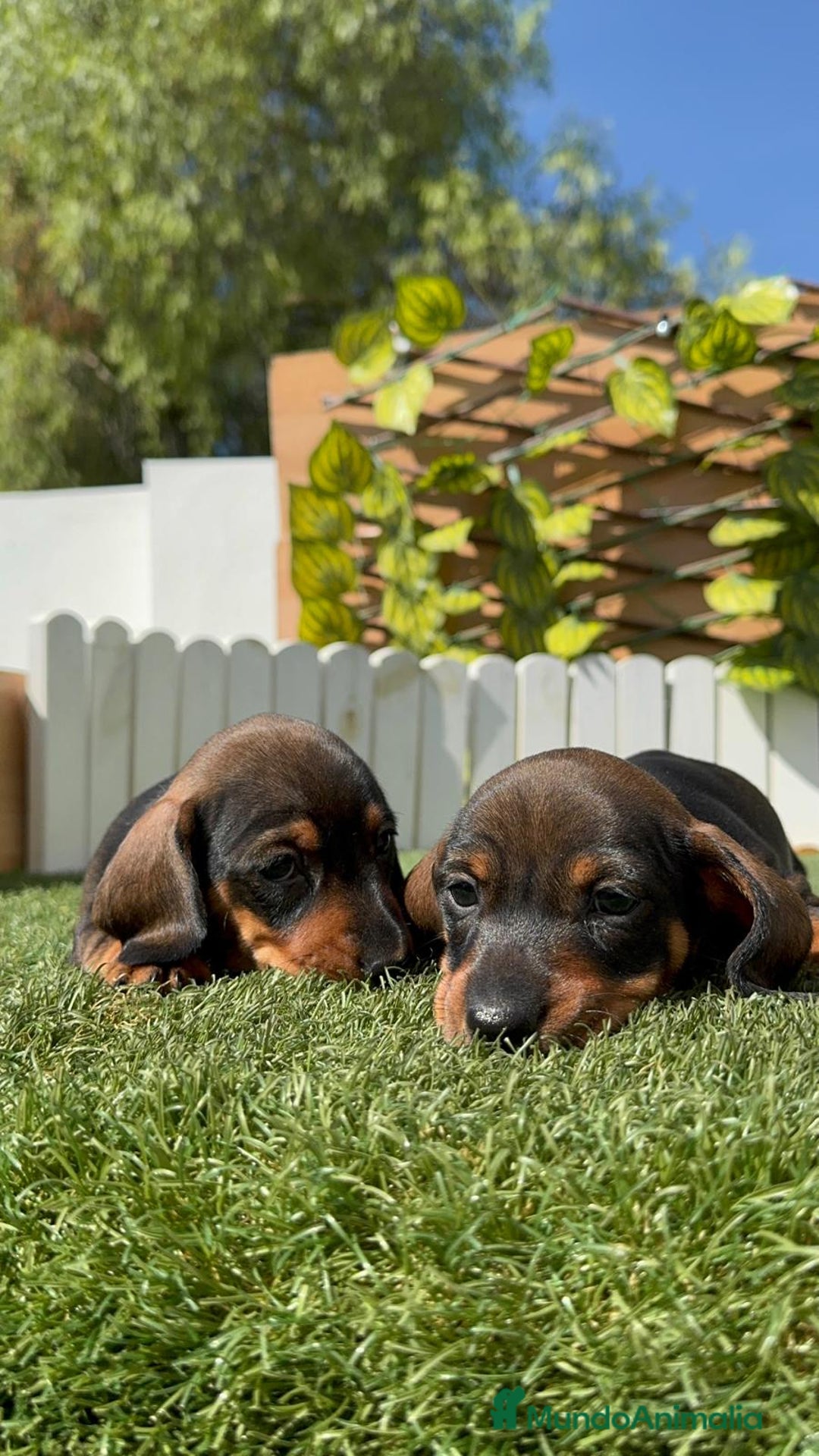 Teckel Miniatura perros en venta: TECKEL MINIATURA MACHO - Imagen 20