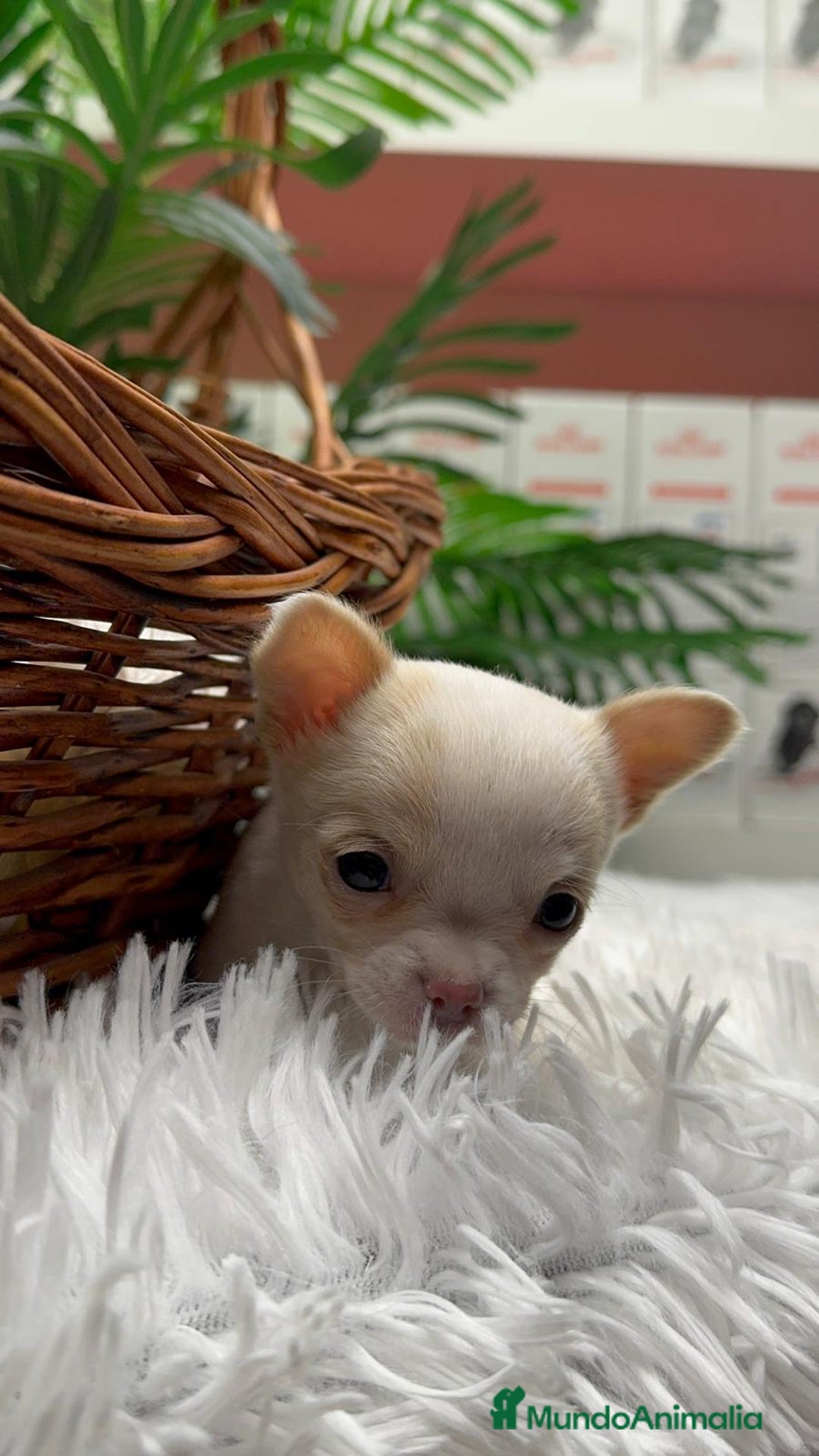 Chihuahua perros en venta: CHIHUAHUA HEMBRA - Anuncio 8