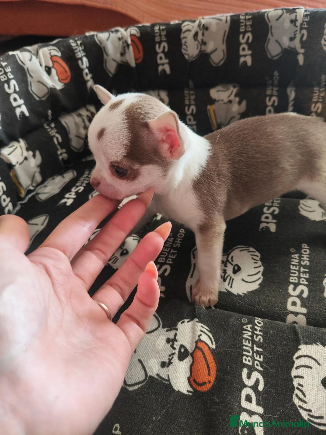Chihuahua perros en venta: Chihuahua Toy - Anuncio 2