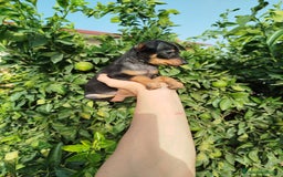 Pinscher Miniatura perros en venta: Mini pincher toy  - Imagen 6