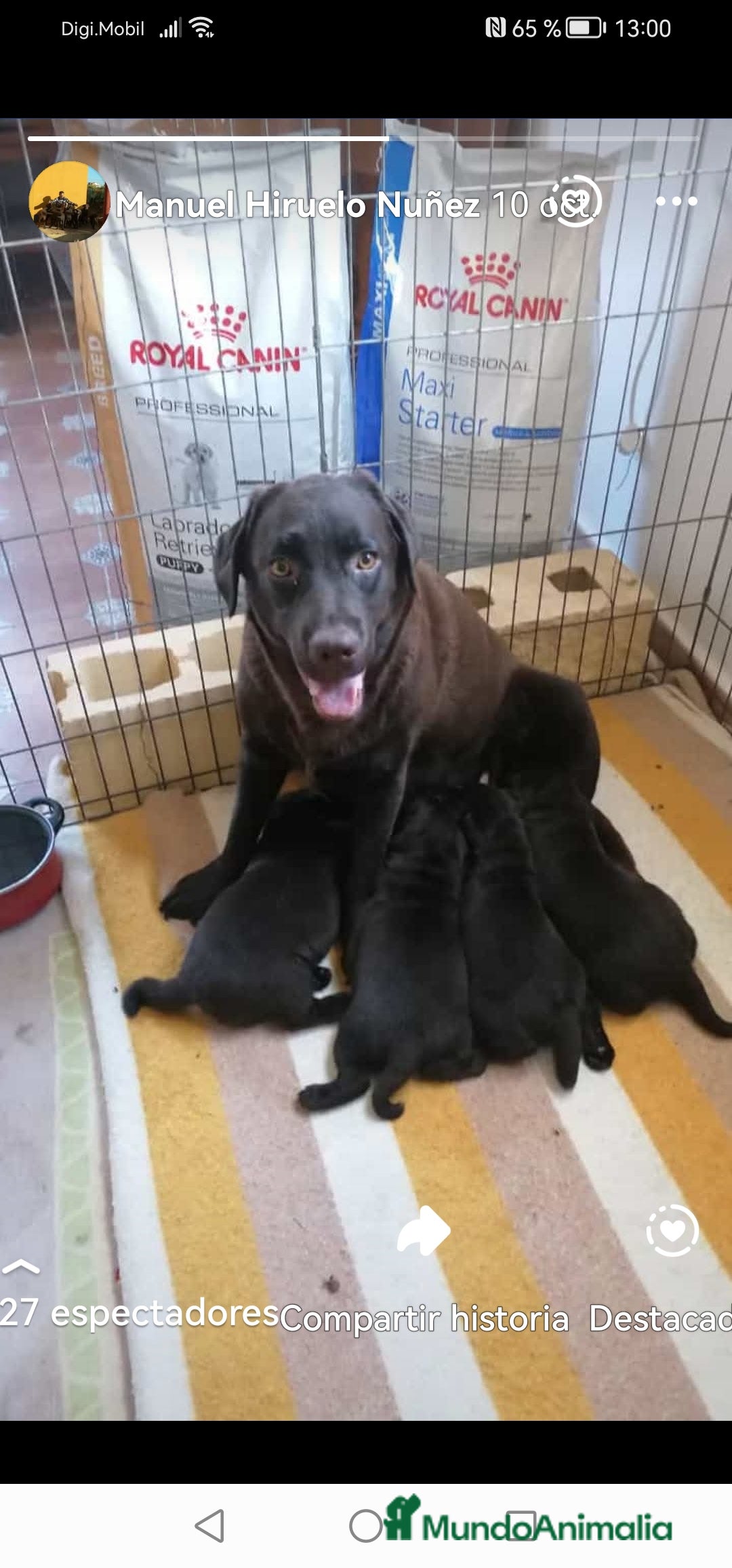 Labrador Retriever perros en venta: Cachorros labrador chocolate  - Anuncio 1