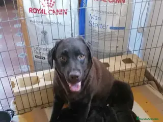 Labrador Retriever perros Cachorros labrador chocolate - Anuncio 15