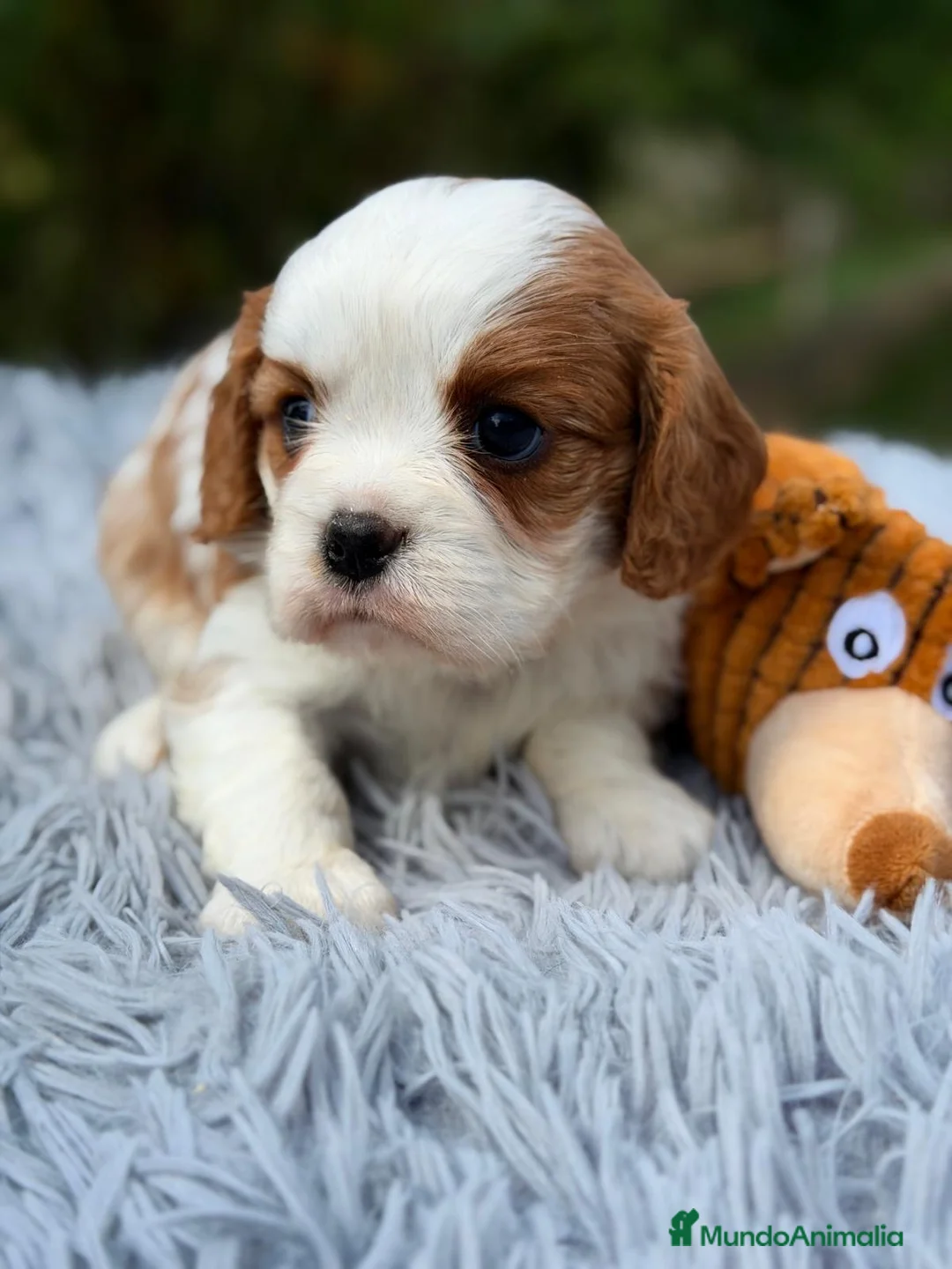 Cavalier King Charles Spaniel perros en venta: ÚLTIMO MACHO CAVALIER BLENHEIN DISPONIBLE - Anuncio 4