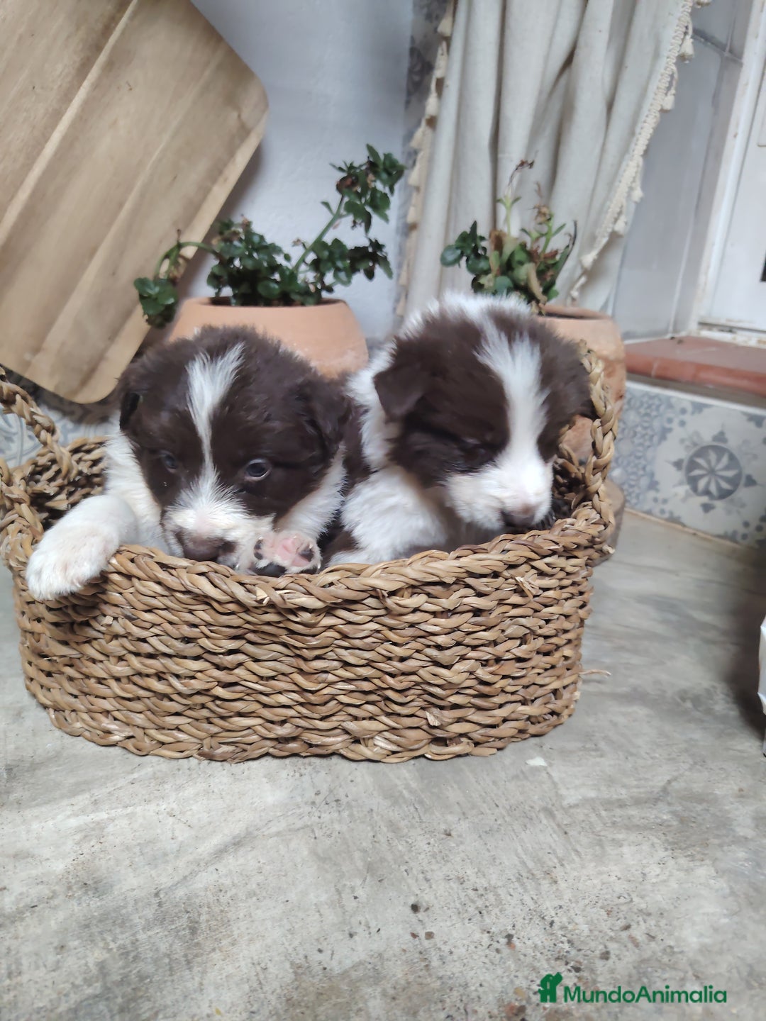 Border Collie perros en venta: Cachorros border collie chocolate y red merle - Anuncio 2