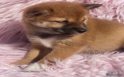 Shiba Inu perros en venta: Shiba inu roja  - Imagen 1