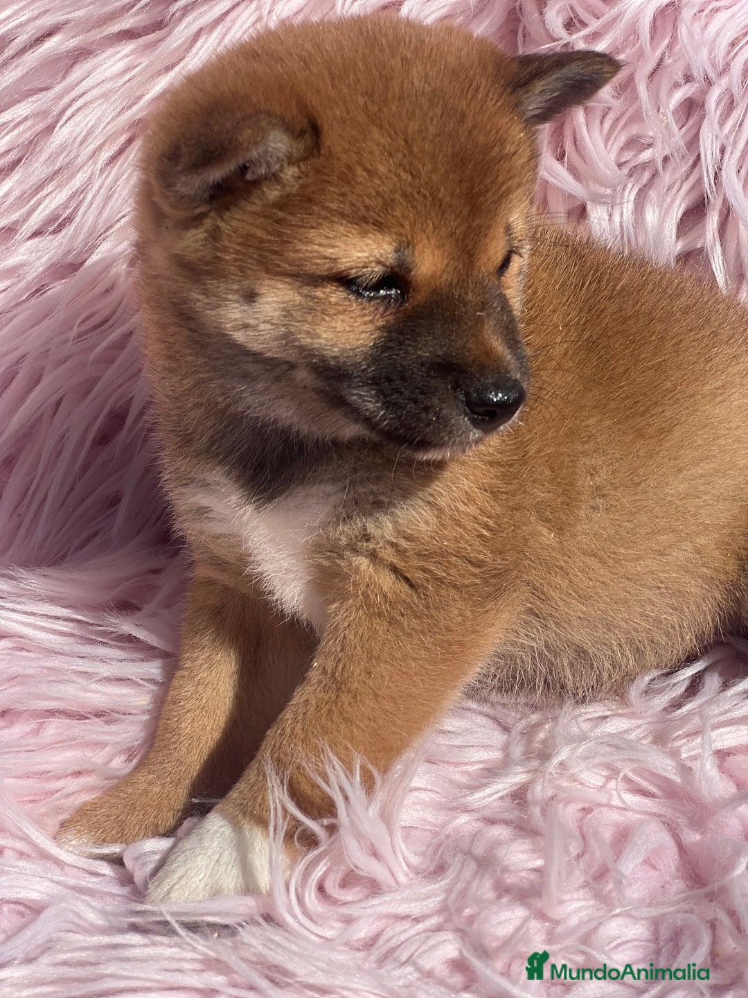 Shiba Inu perros en venta: Shiba inu roja  - Imagen 1