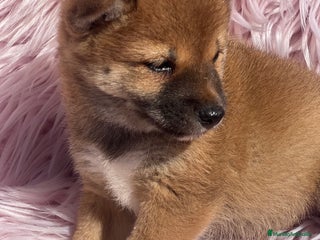 Shiba Inu perros - Anuncio 31
