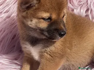 Shiba Inu perros Shiba inu roja - Anuncio 12