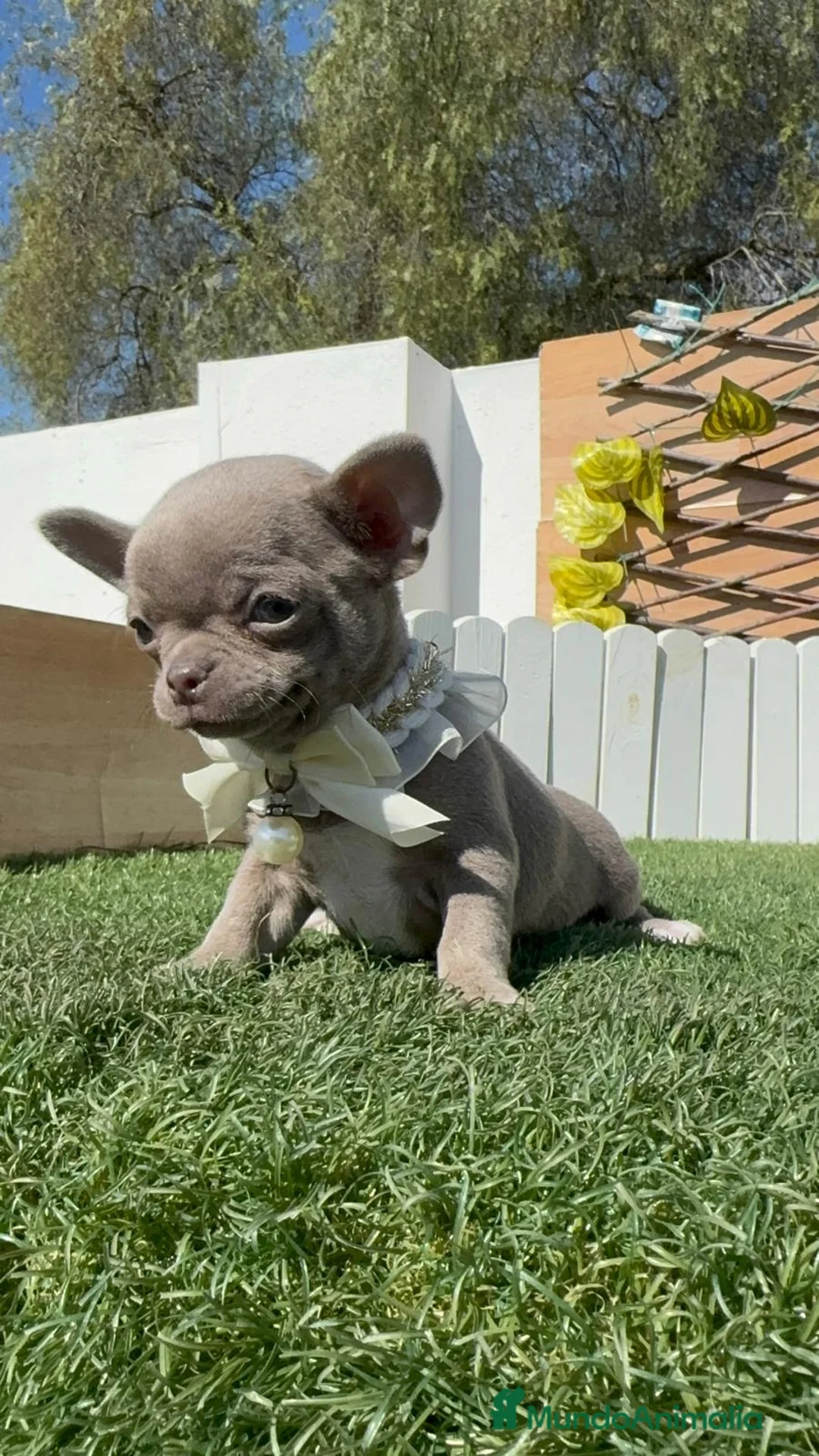 Chihuahua perros en venta: CHIHUAHUA LILAC MACHO - Anuncio 2
