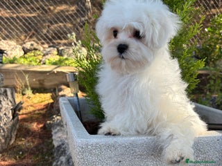Bichón Maltés perros - Anuncio 1