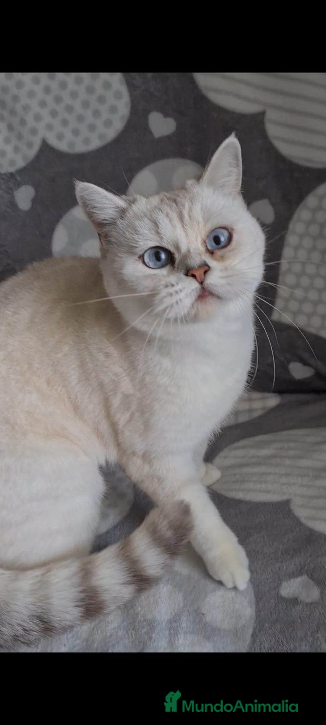 Británico de Pelo Corto gatos en venta: Brithis Silver tabby bebes preciosos  - Anuncio 3