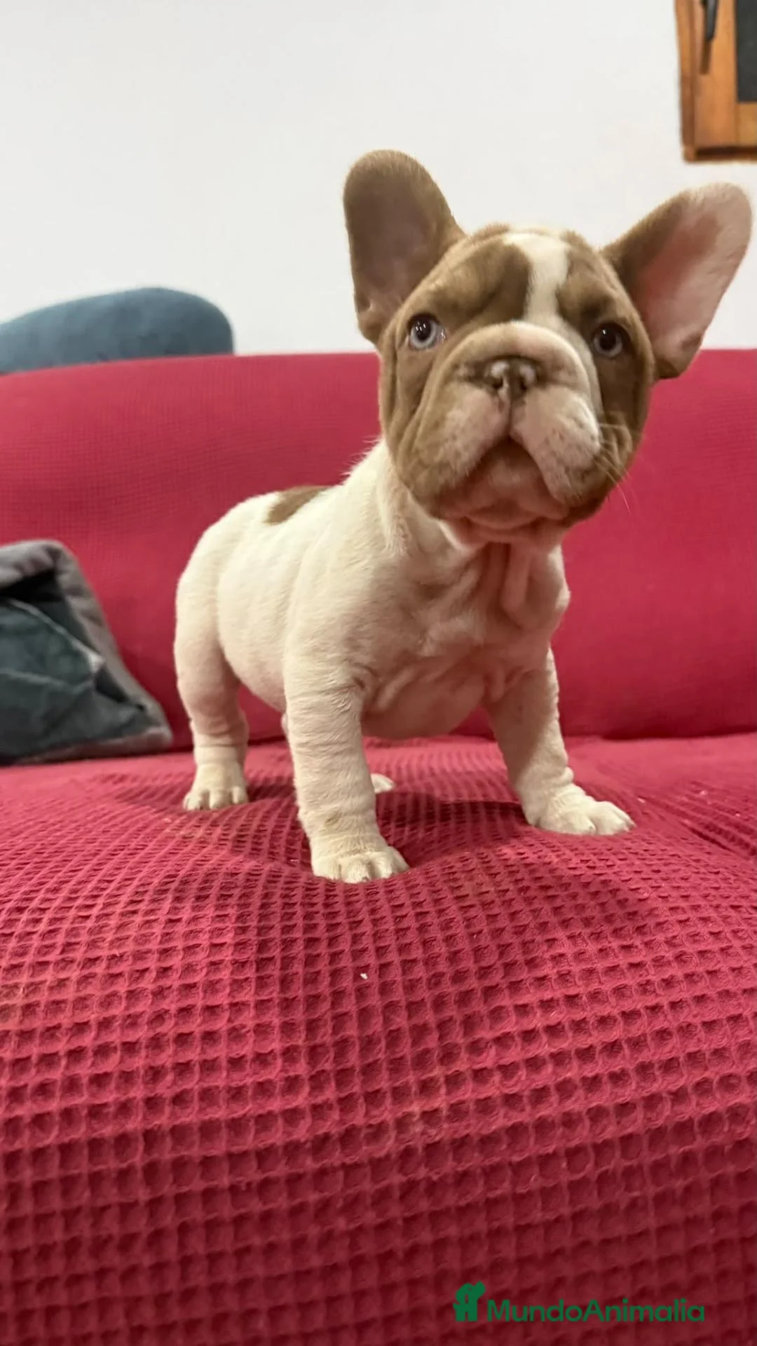 Bulldog Francés perros en venta: Bulldog frances  - Anuncio 2