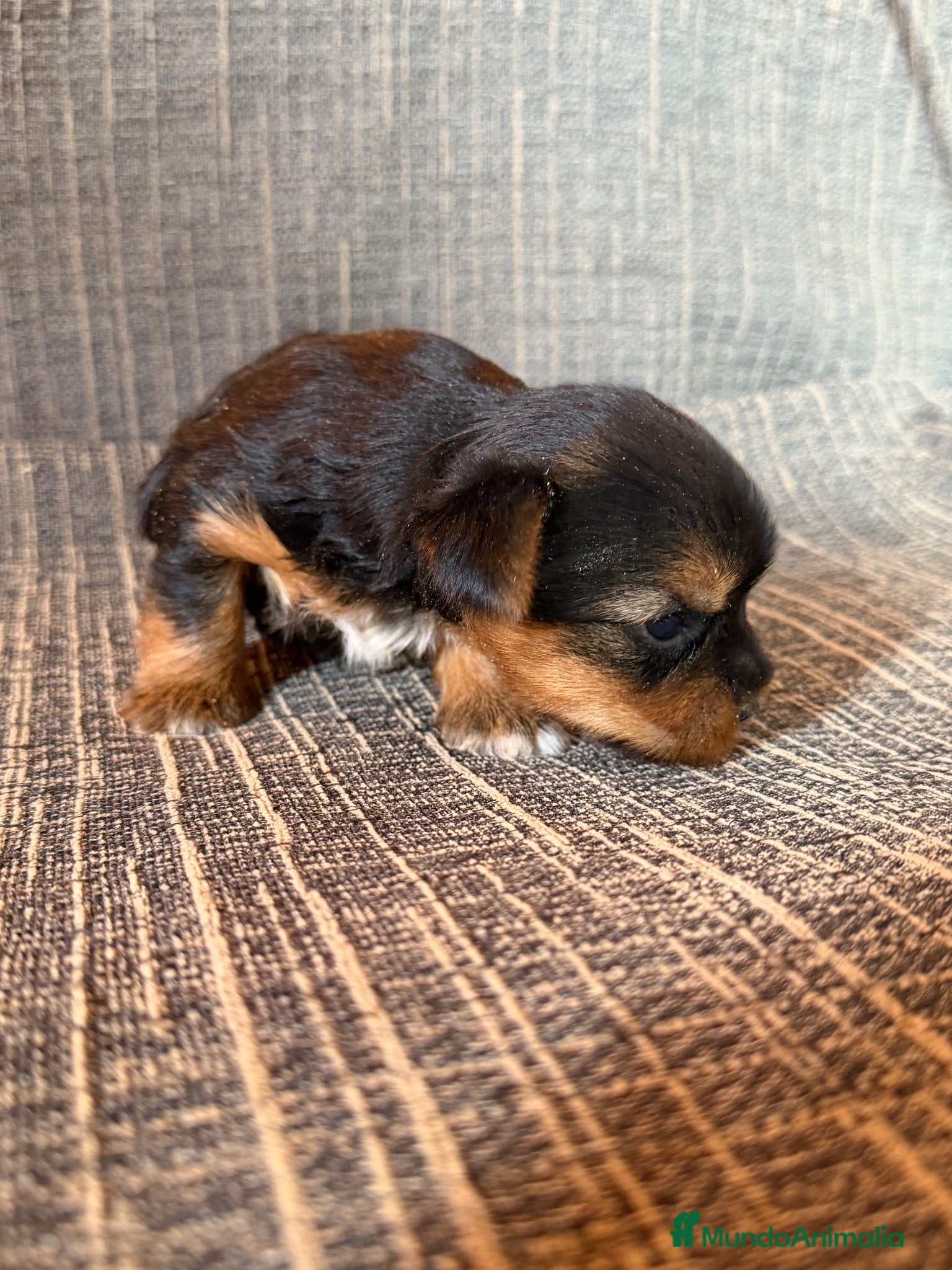 Yorkshire Terrier perros Yorkshire Terrier Cachorros - Anuncio 1