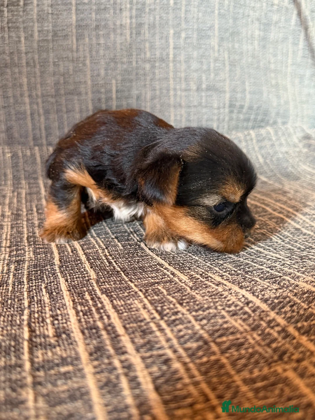 Yorkshire Terrier perros en venta: Yorkshire Terrier Cachorros - Anuncio 1
