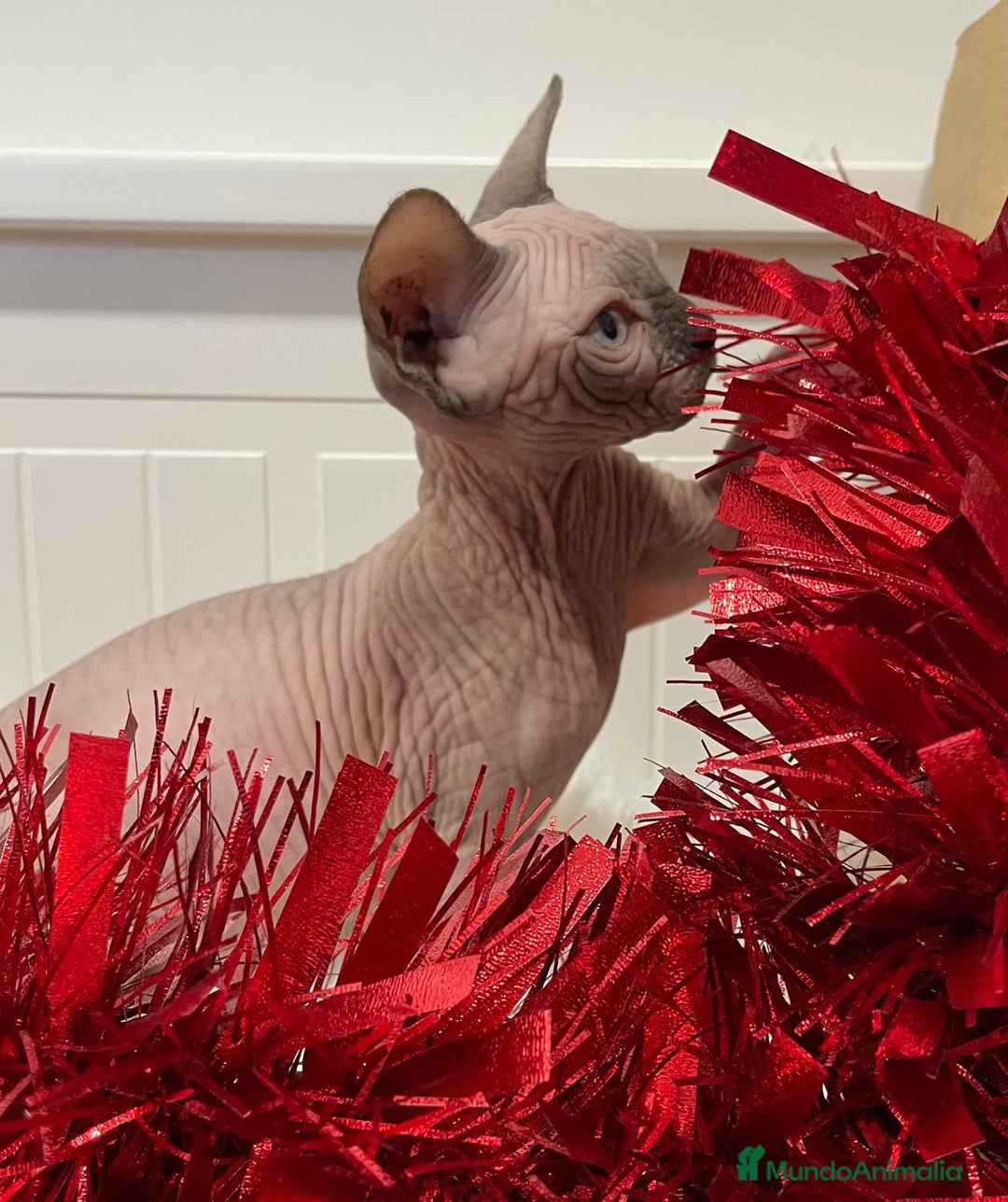 Sphynx gatos en venta: gato sphynx seal point lilac - Anuncio 5