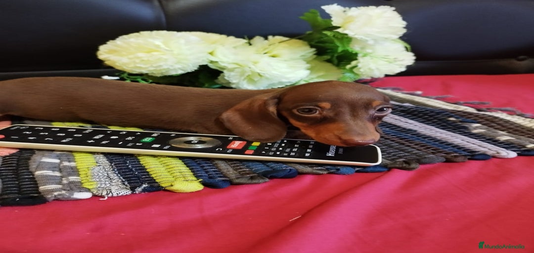 Imagen de galería {{count}}