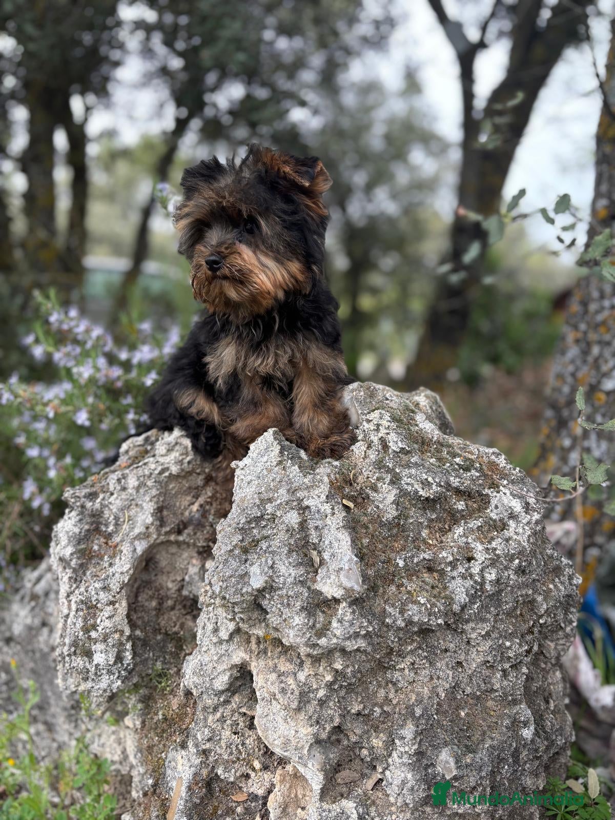 Yorkshire Terrier perros Yorkshire muy chiquitin macho !! - Anuncio 1