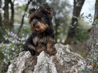 Yorkshire Terrier perros Yorkshire muy chiquitin macho !! - Anuncio 1