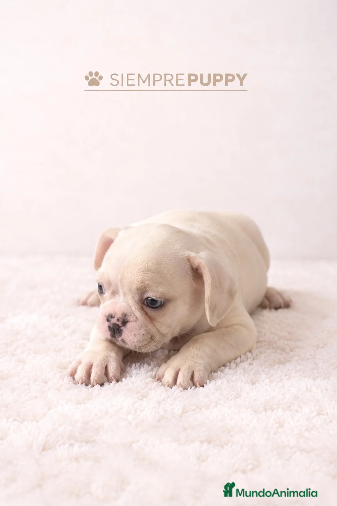 Bulldog Francés perros en venta: CACHORRO BULLDOG FRANCÉS PLATINUM - Anuncio 1