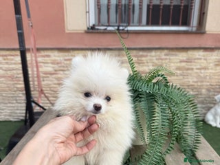 Pomerania perros - Anuncio 33
